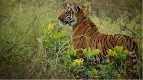 Jim Corbett National Park